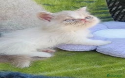 Persa gatos en venta: Gatitos Persas Machos y Hembras - Imagen 3