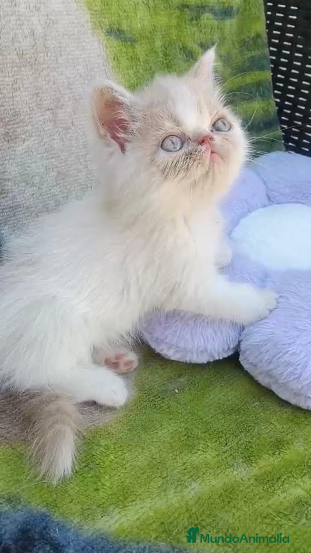 Persa gatos en venta: Gatitos Persas Machos y Hembras - Imagen 3