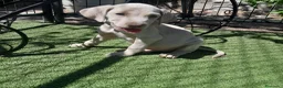 Weimaraner perros en venta: BRACO DE WEIMAR - Anuncio 4