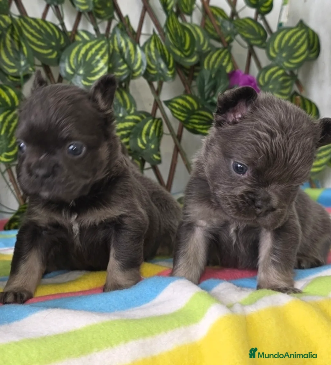 Bulldog Francés perros en venta: Fluffys bulldog  - Anuncio 1