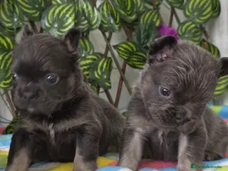 Bulldog Francés perros Fluffys bulldog - Anuncio 1