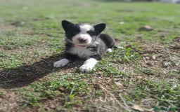 Border Collie perros en venta: BORDER COLLIE - Imagen 7