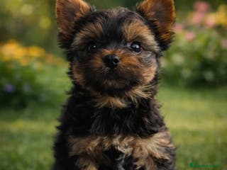 Yorkshire Terrier perros Hembra Yorkshire - Anuncio 1