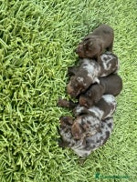 Teckel Miniatura perros - Anuncio 1