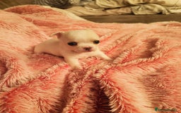 Chihuahua perros en venta: Chihuahuas  - Imagen 6