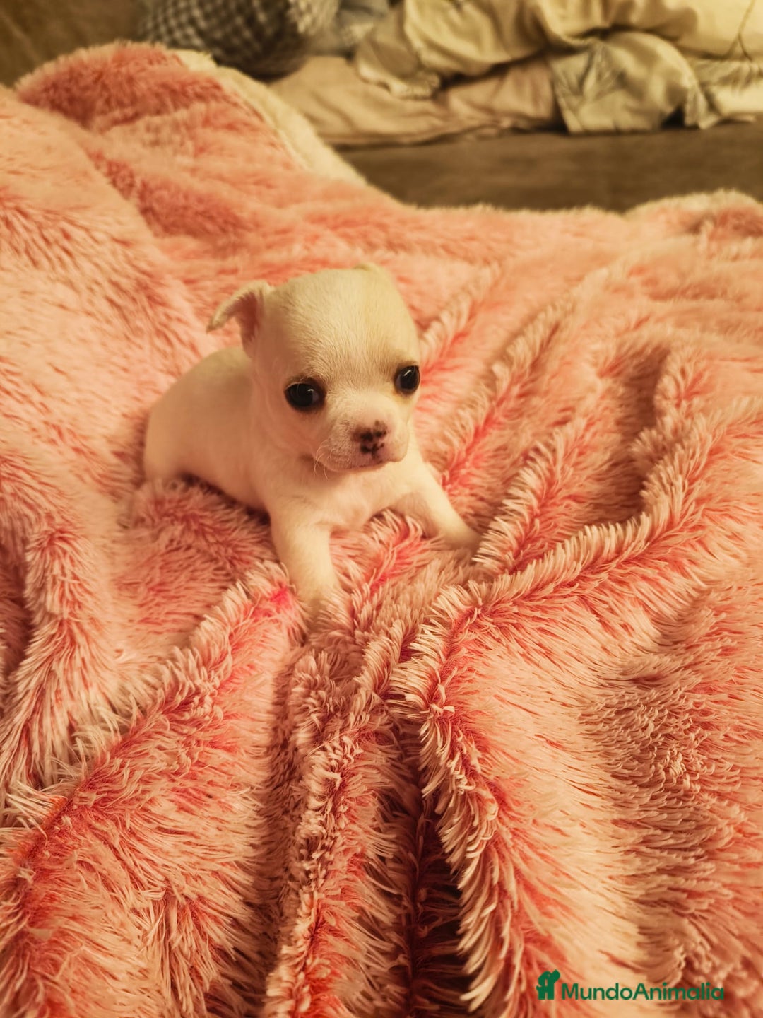 Chihuahua perros en venta: Chihuahuas  - Imagen 6