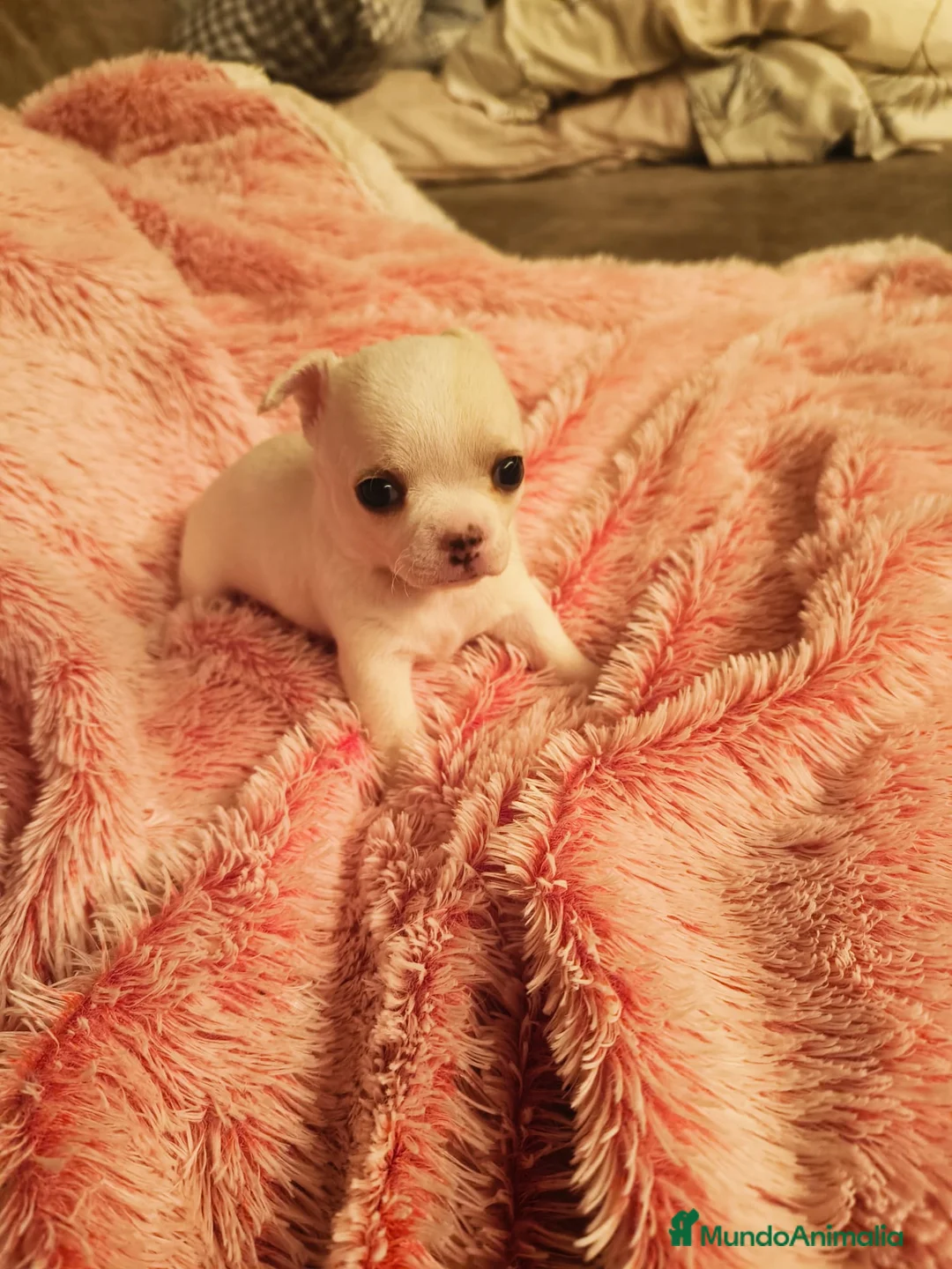 Chihuahua perros en venta: Chihuahuas  - Anuncio 6