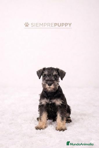 Schnauzer Miniatura perros SCHNAUZER MINI HEMBRA - Anuncio 1