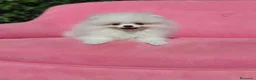 Pomerania perros en venta: Pomerania  - Anuncio 9