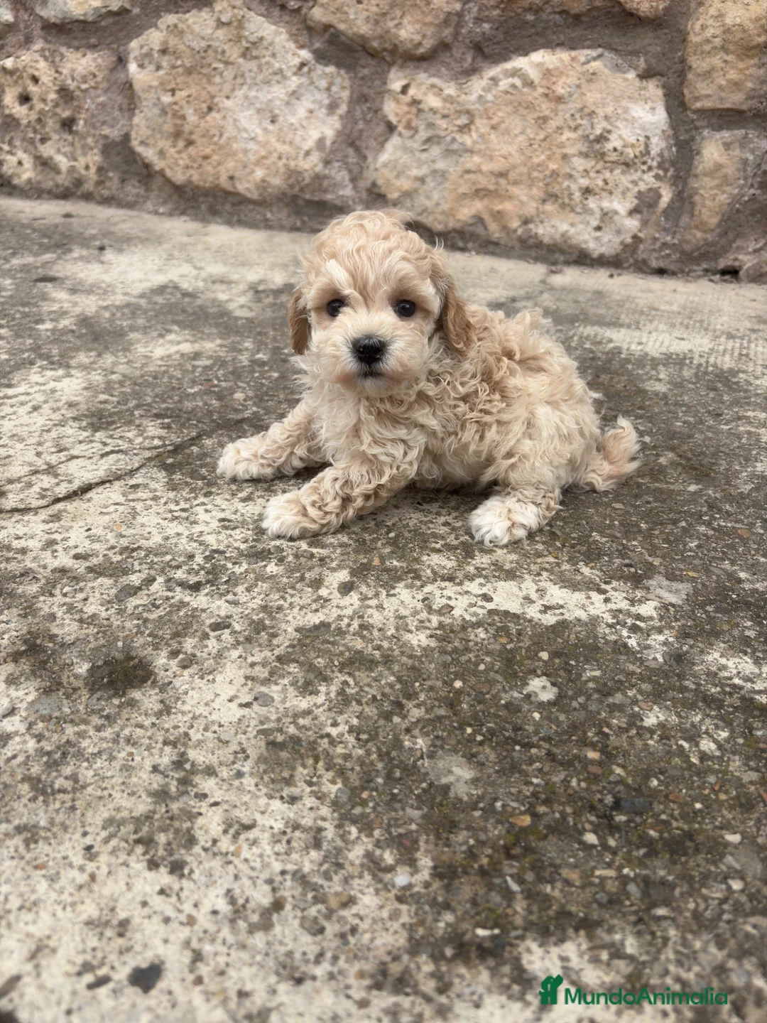 Maltipoo perros en venta: Maltipoo - Anuncio 1