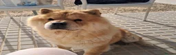Chow Chow perros en venta: Bebés Chow-Chow  - Anuncio 3