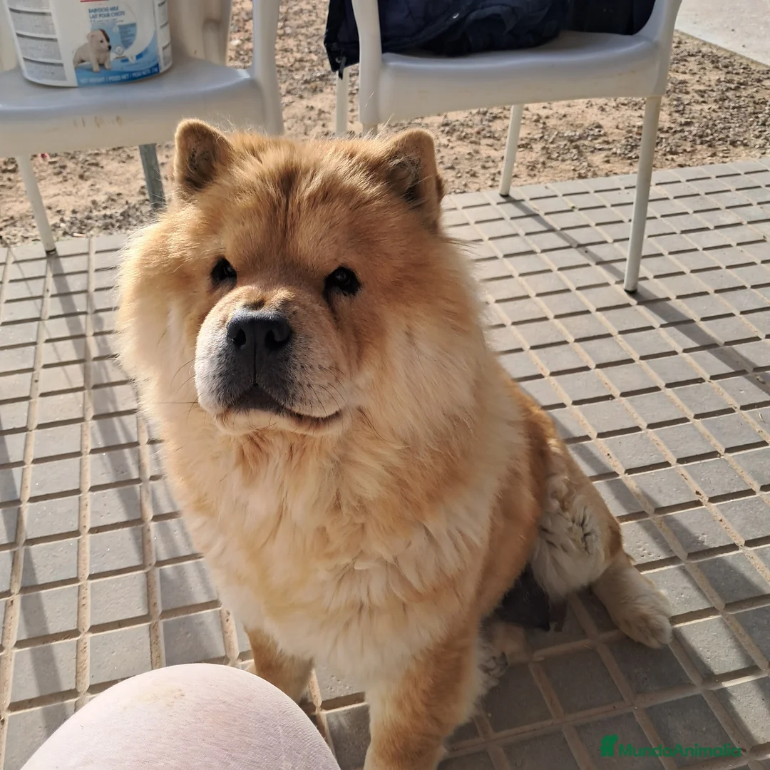 Chow Chow perros en venta: Bebés Chow-Chow  - Anuncio 3
