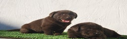 Labrador Retriever perros en venta: Cachorros de Labrador chocolate, increibles - Anuncio 5