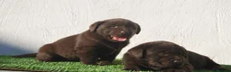 Labrador Retriever perros en venta: Cachorros de Labrador chocolate, increibles - Anuncio 5