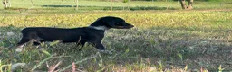 Raza Mixta perros en venta: Perro de caza raza Tobías (conejero) - Anuncio 4