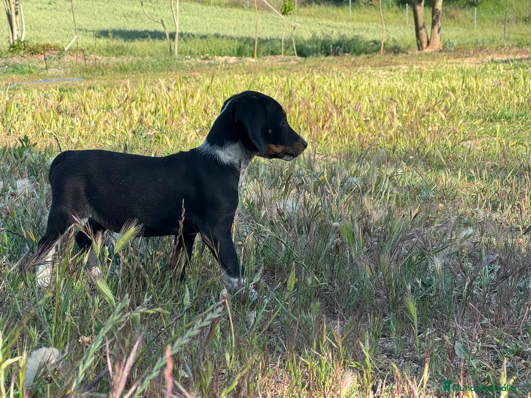 Raza Mixta perros en venta: Perro de caza raza Tobías (conejero) - Anuncio 4