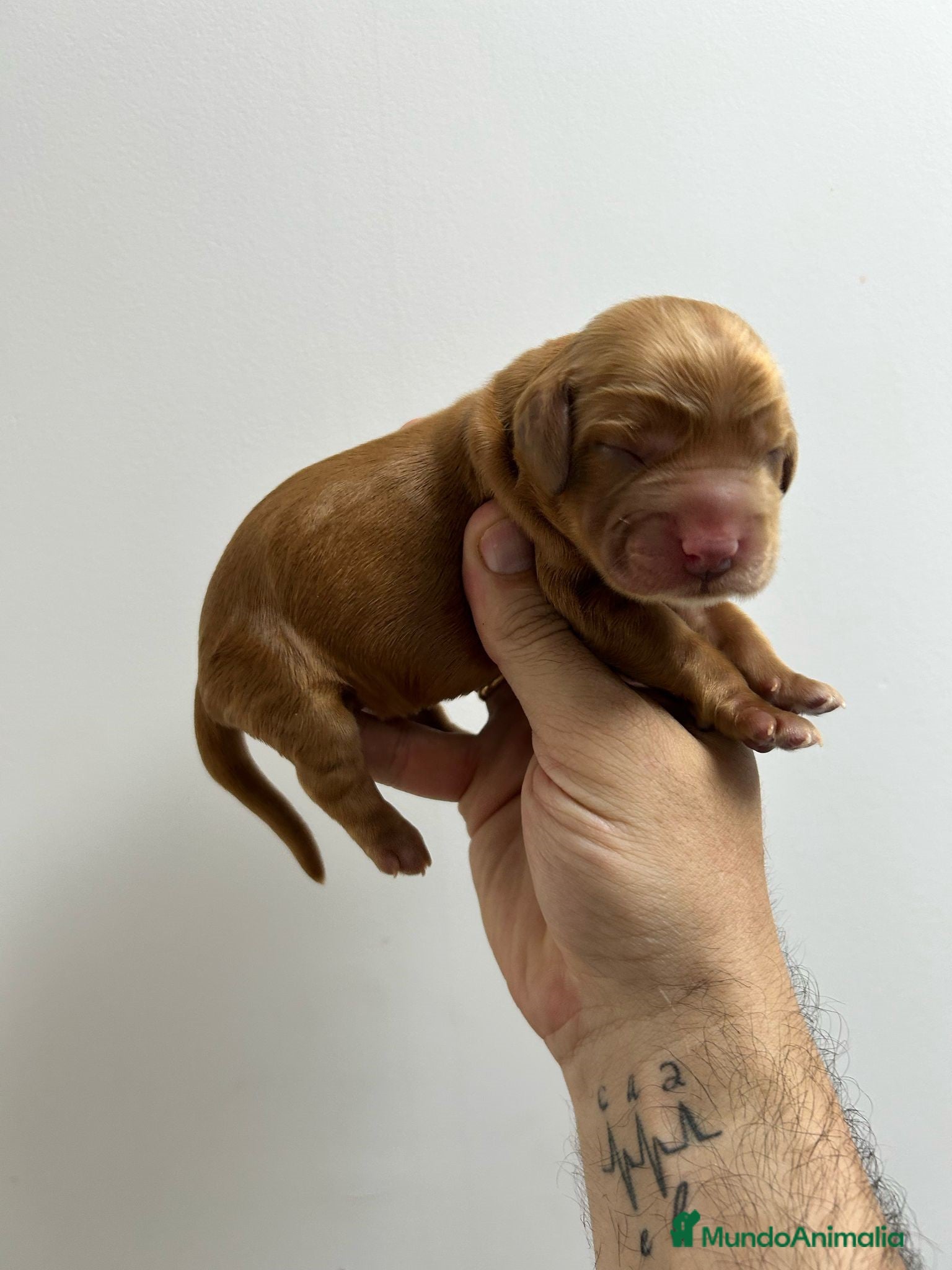 Cocker Spaniel Inglés perros cocker spaniel dorados - Anuncio 4