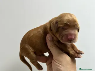 Cocker Spaniel Inglés perros cocker spaniel dorados - Anuncio 4