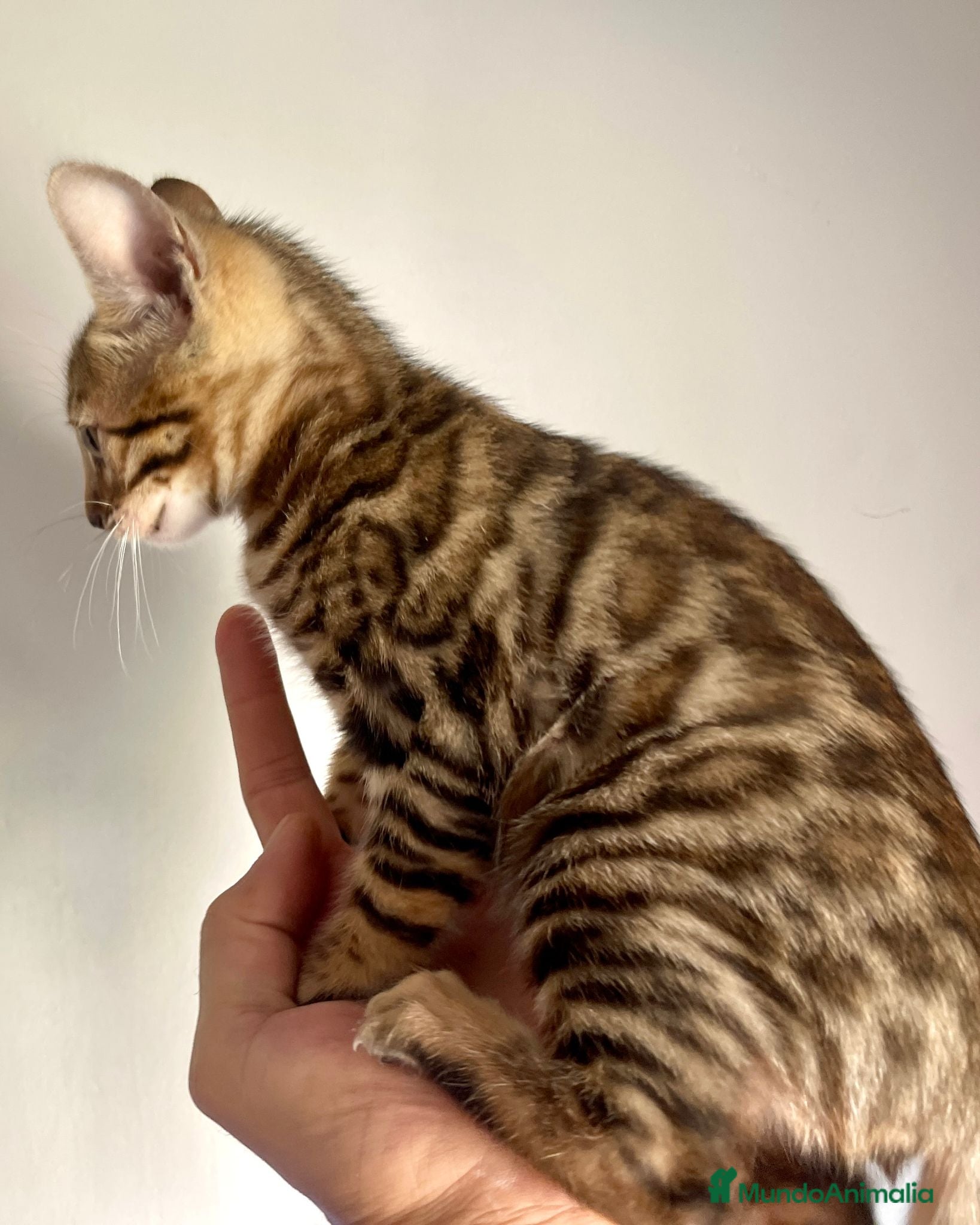 Bengalí gatos Gata Bengalí - Anuncio 3