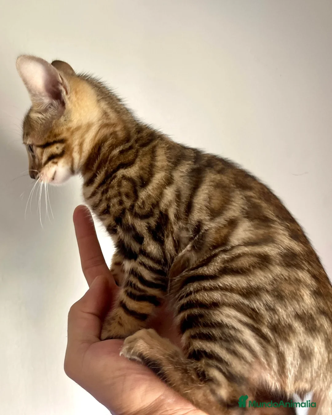 Bengalí gatos en venta: Gata Bengalí - Anuncio 1