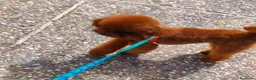 Caniche Toy perros en venta: Caniches toy - Anuncio 3