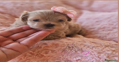 Maltipoo perros - Anuncio 2