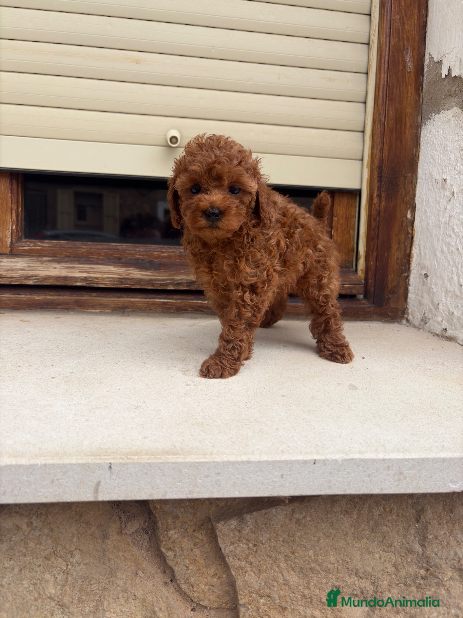 Caniche Toy perros Caniche Toy hembra  - Anuncio 1