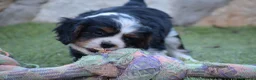 Cavalier King Charles Spaniel perros en venta: cachorro calidad compañia - Anuncio 3