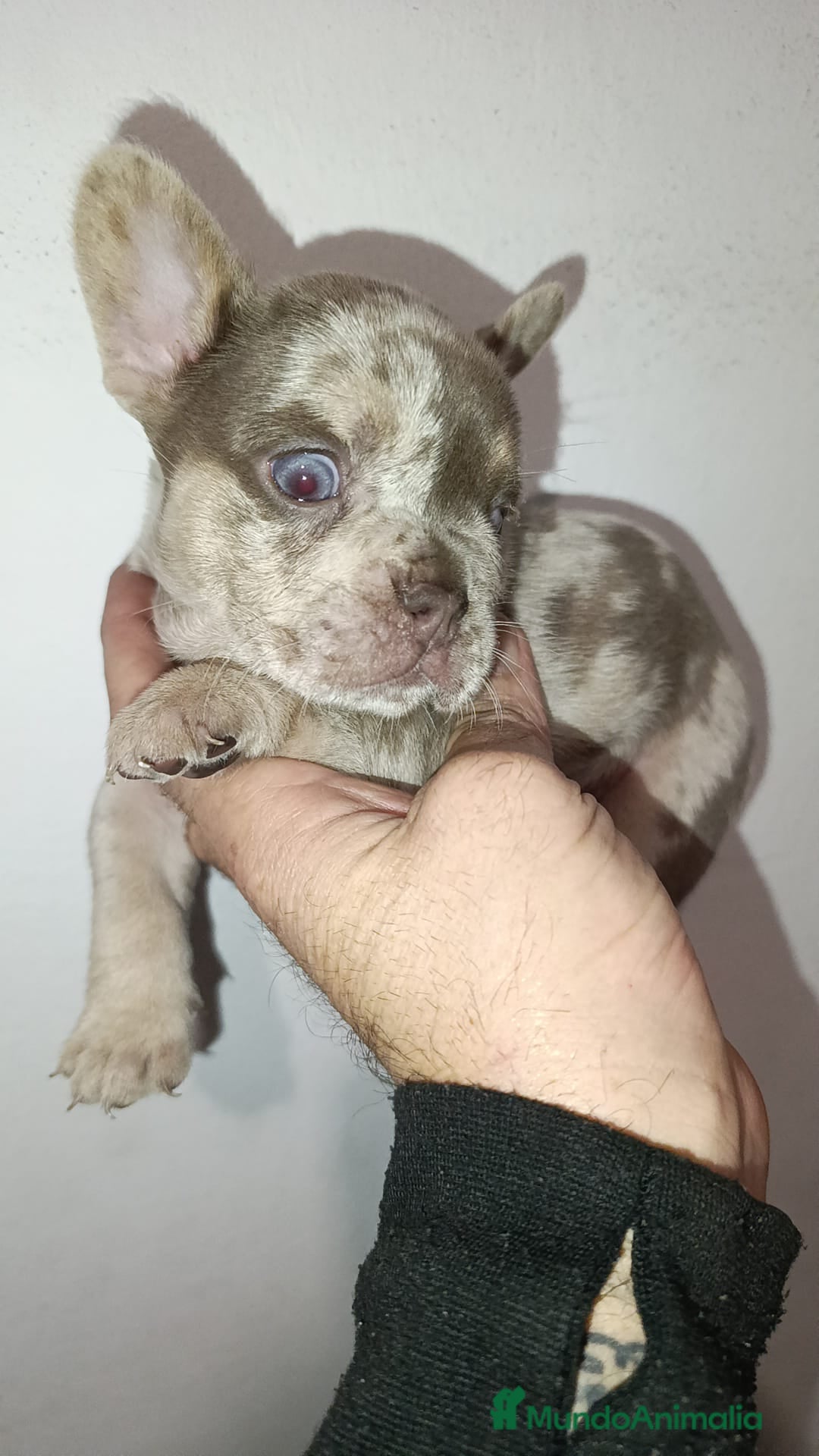 Bulldog Francés perros Bulldog Isabella Merle - Anuncio 1