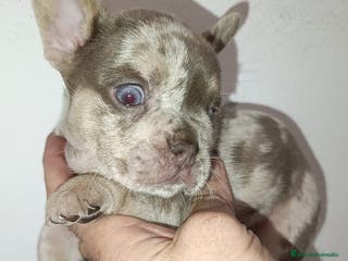 Bulldog Francés perros Bulldog Isabella Merle - Anuncio 1