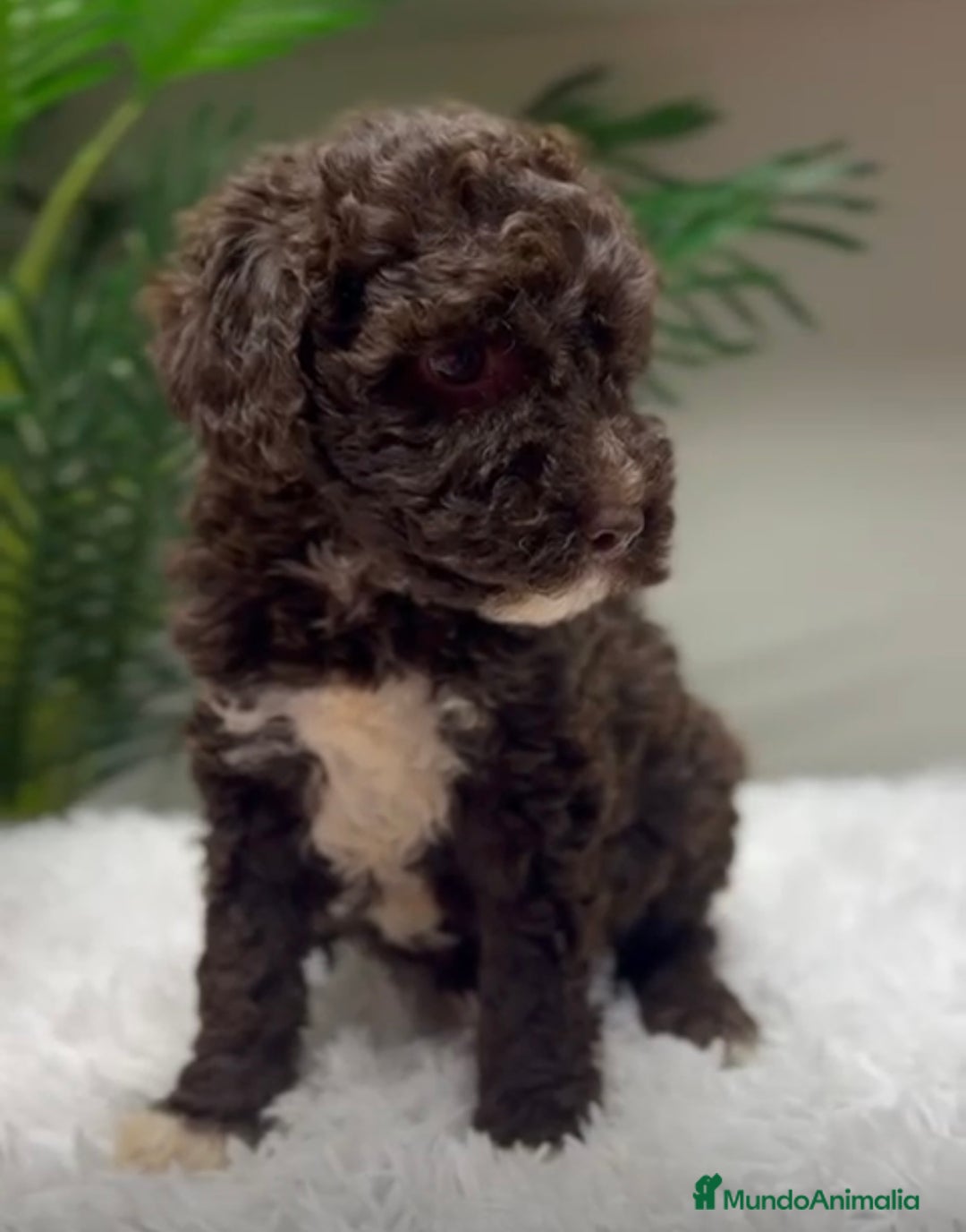 Perro de Agua Español perros en venta: PERRO DE AGUA HEMBRA - Anuncio 1