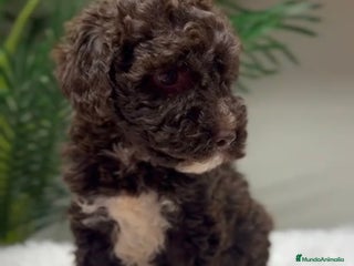 Perro de Agua Español perros PERRO DE AGUA HEMBRA - Anuncio 1