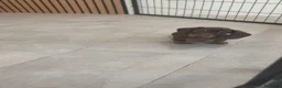 Teckel Miniatura perros en venta: Teckel Mini chocolates - Anuncio 9