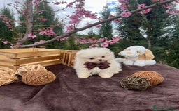 Pomerania perros en venta: Pomerania hembra y macho !!! - Imagen 4