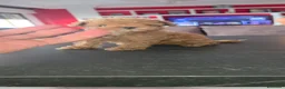 Caniche Toy perros en venta: Caniche toy asiaticos - Anuncio 2