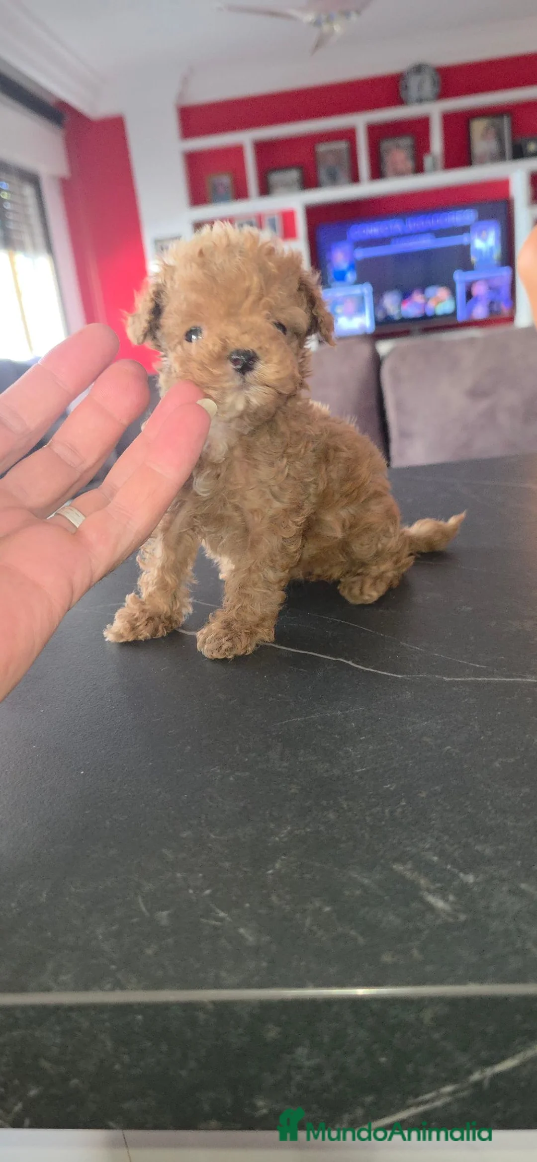 Caniche Toy perros en venta: Caniche toy asiaticos - Anuncio 2