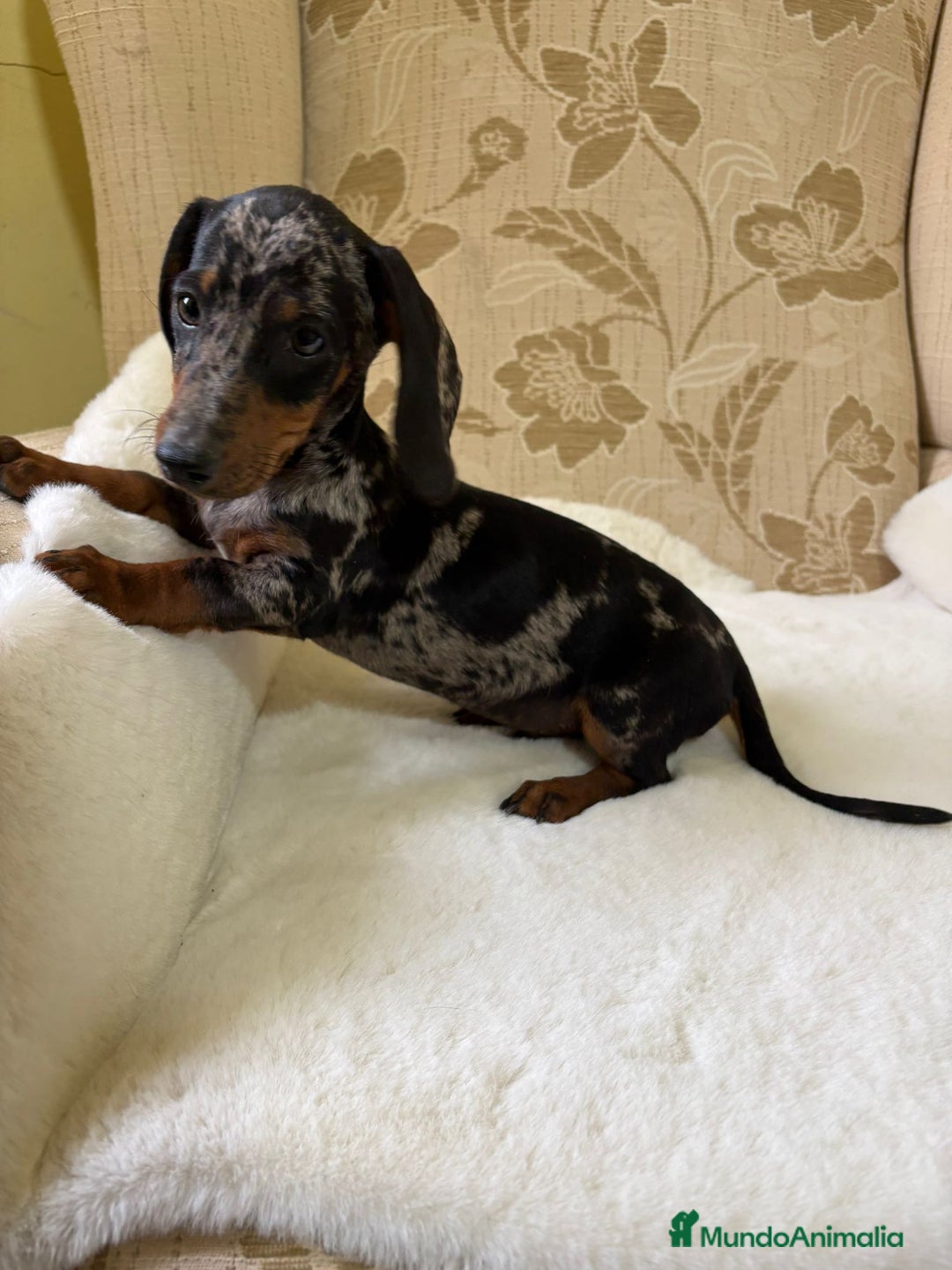 Teckel Miniatura perros en venta: Teckel miniatura varios colores  - Imagen 18