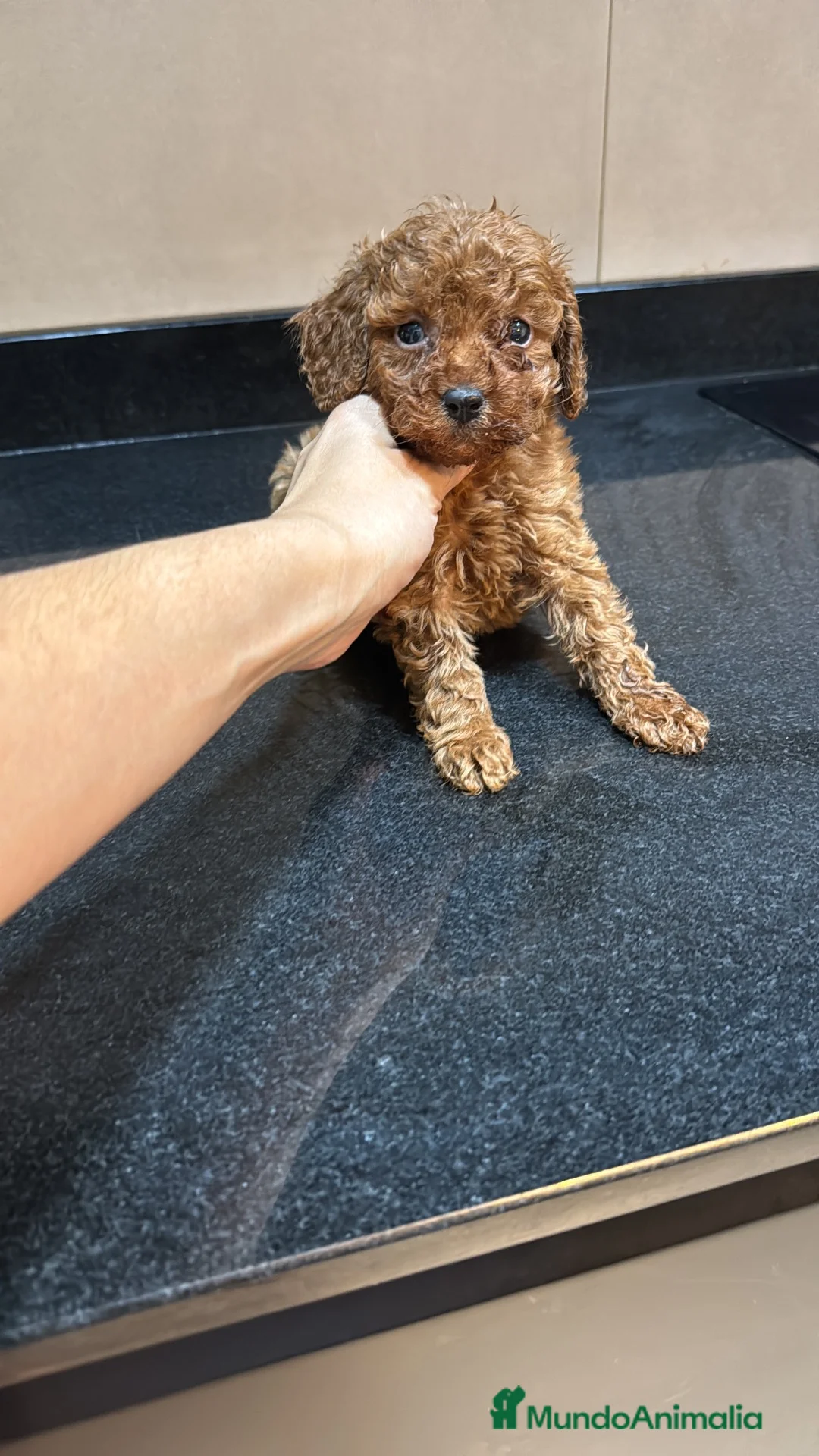 Caniche Toy perros en venta: Caniche Toy  - Anuncio 2