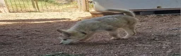 Alaskan Malamute perros en venta: Alaskan Malamute hembras - Anuncio 2