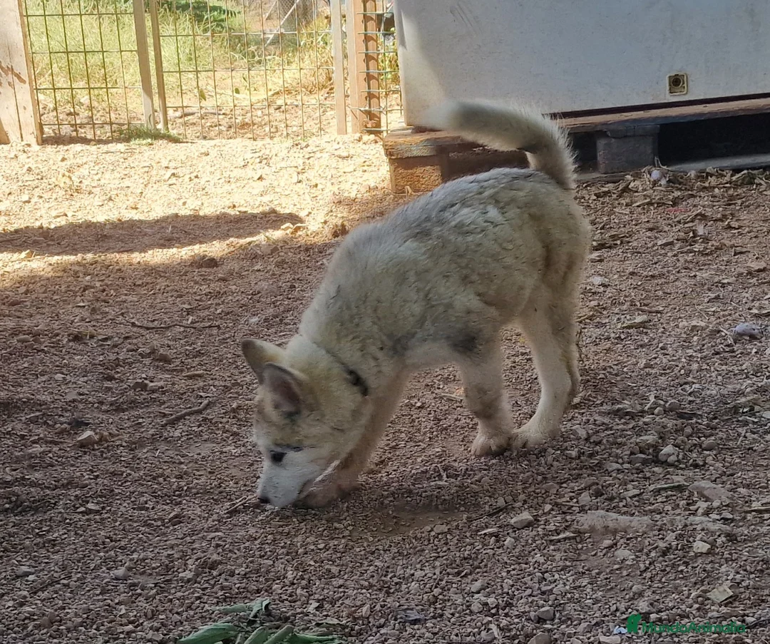 Alaskan Malamute perros en venta: Alaskan Malamute hembras - Anuncio 2