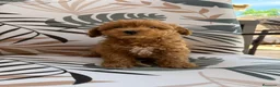 Caniche Toy perros en venta: Caniche Toy listos para entregar.  - Anuncio 2