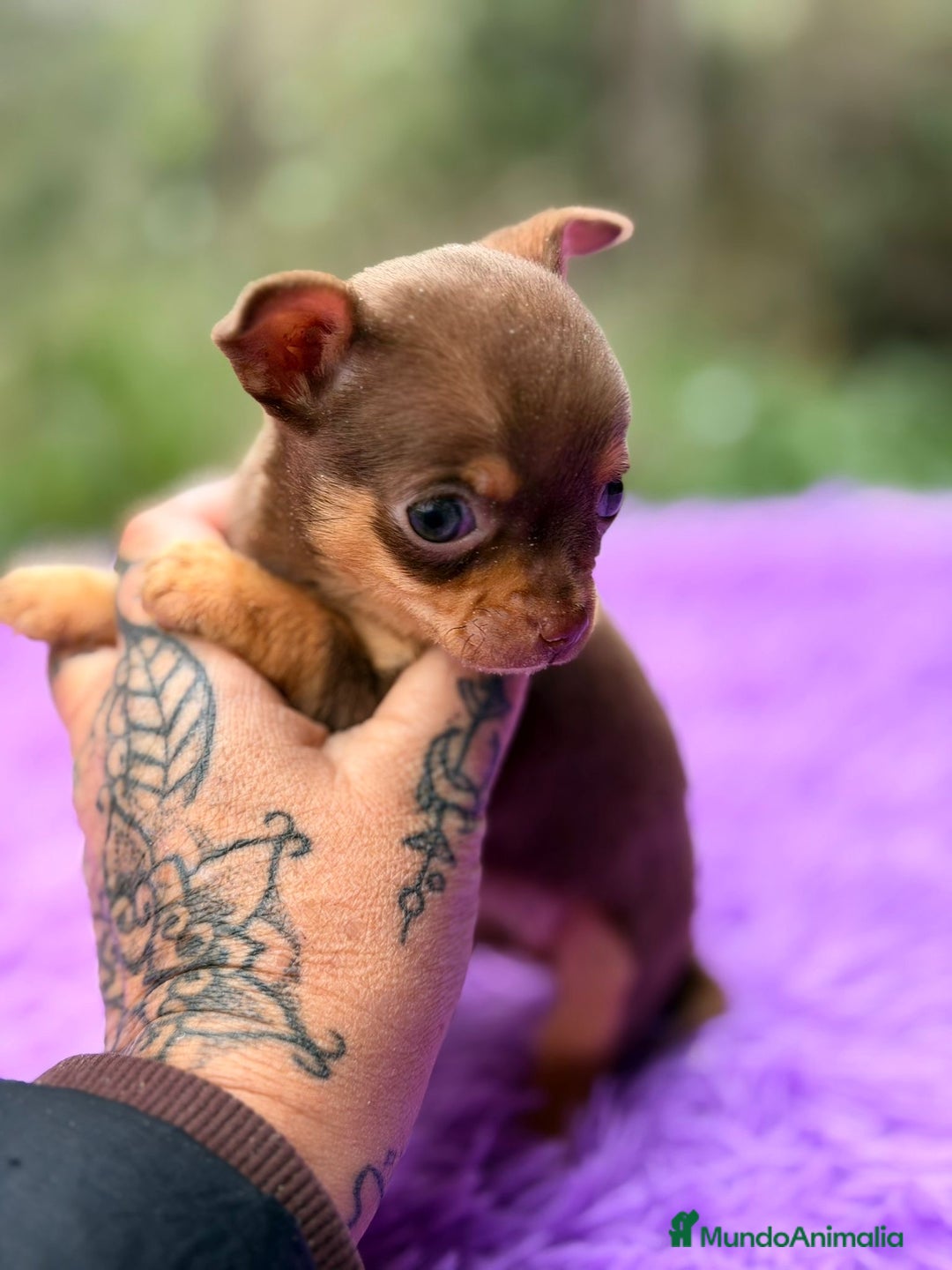 Chihuahua perros en venta: CHOHUAHUA MINI TOY HEMBRA - Anuncio 11