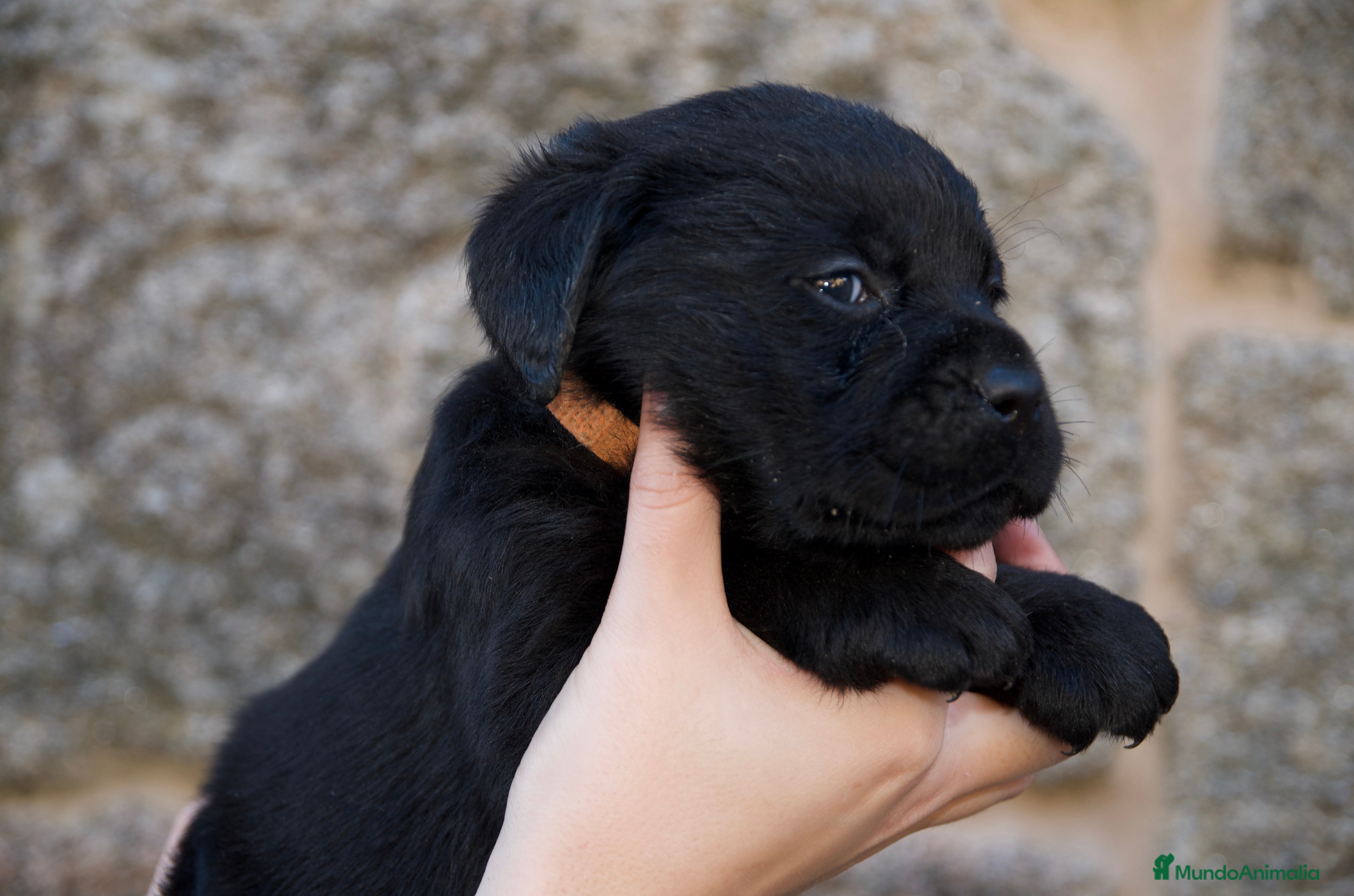 Labrador Retriever perros hembra labrador retriever - Anuncio 11