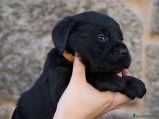 Labrador Retriever perros hembra labrador retriever - Anuncio 1