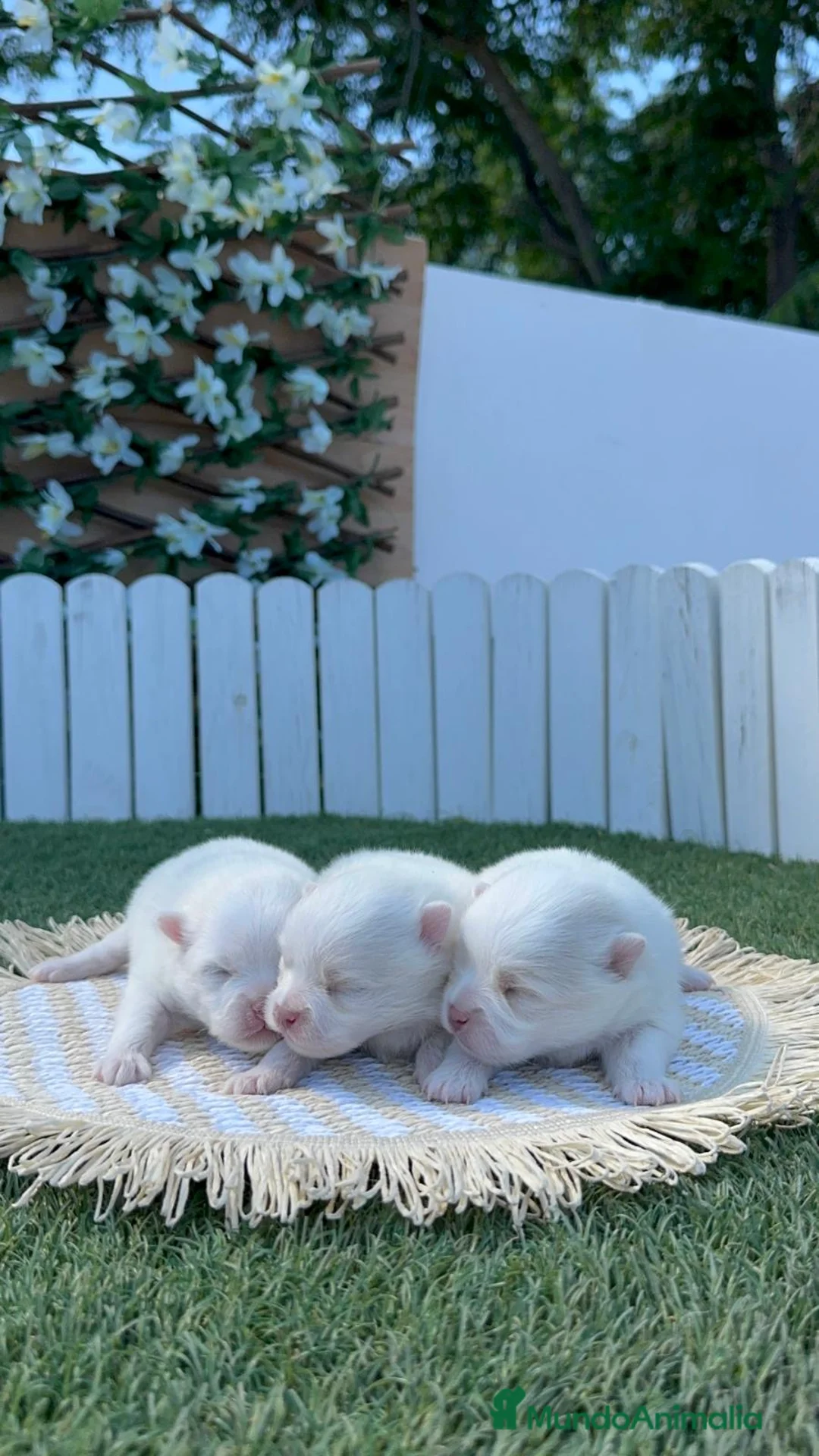 Pomerania perros en venta: POMERANIA 💙🤍 - Anuncio 1