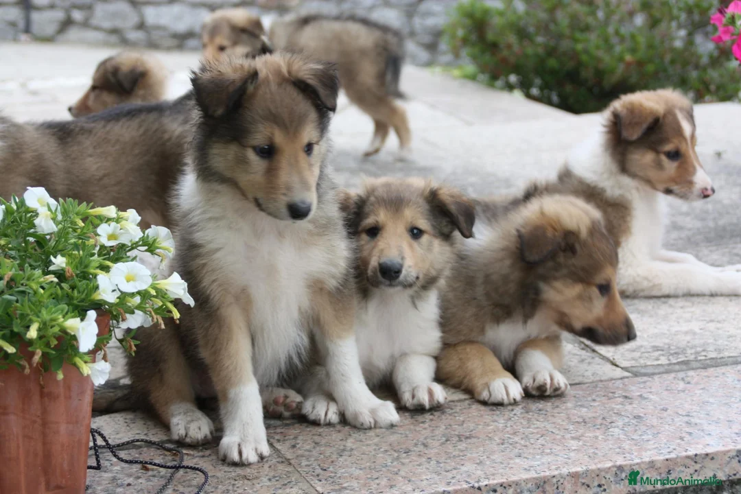 Border Collie perros en venta: Rough collie  - Anuncio 4