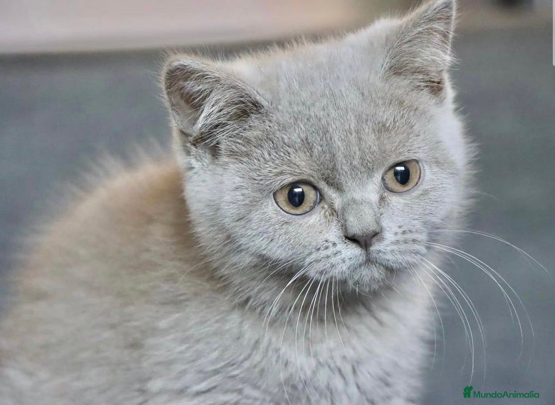 Británico de Pelo Corto gatos en venta: BRITISH SHORTHAIR HEMBRA LILAC - Imagen 2