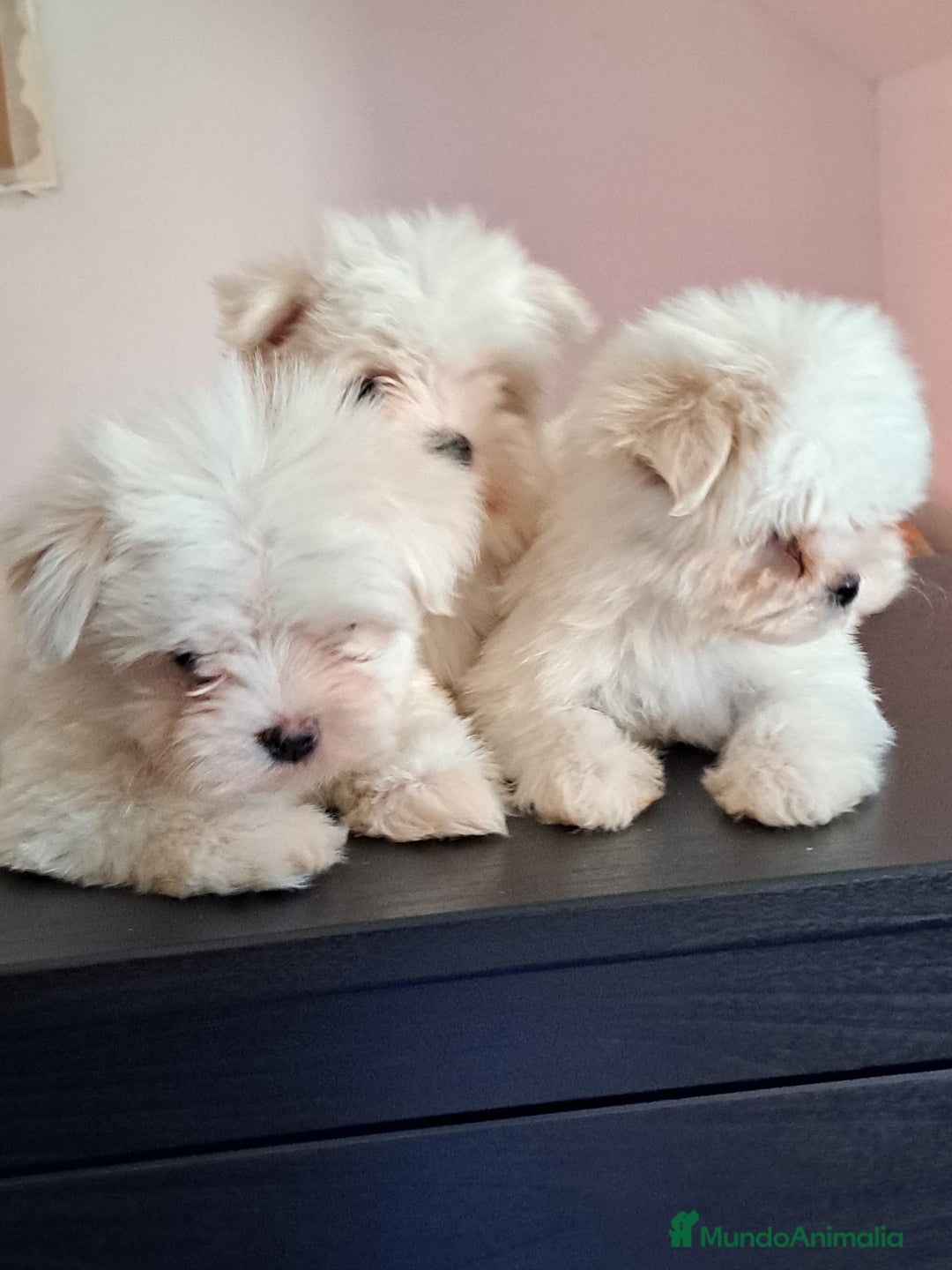 Bichón Maltés perros en venta: Bichón maltés  - Anuncio 1
