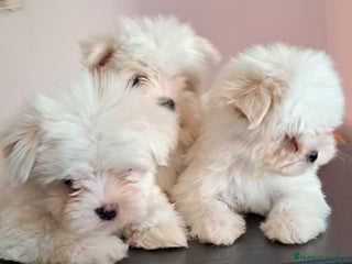 Bichón Maltés perros Bichón maltés - Anuncio 1