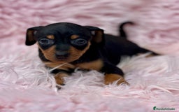 Pinscher Miniatura perros en venta: Minipincher hembra  - Imagen 4